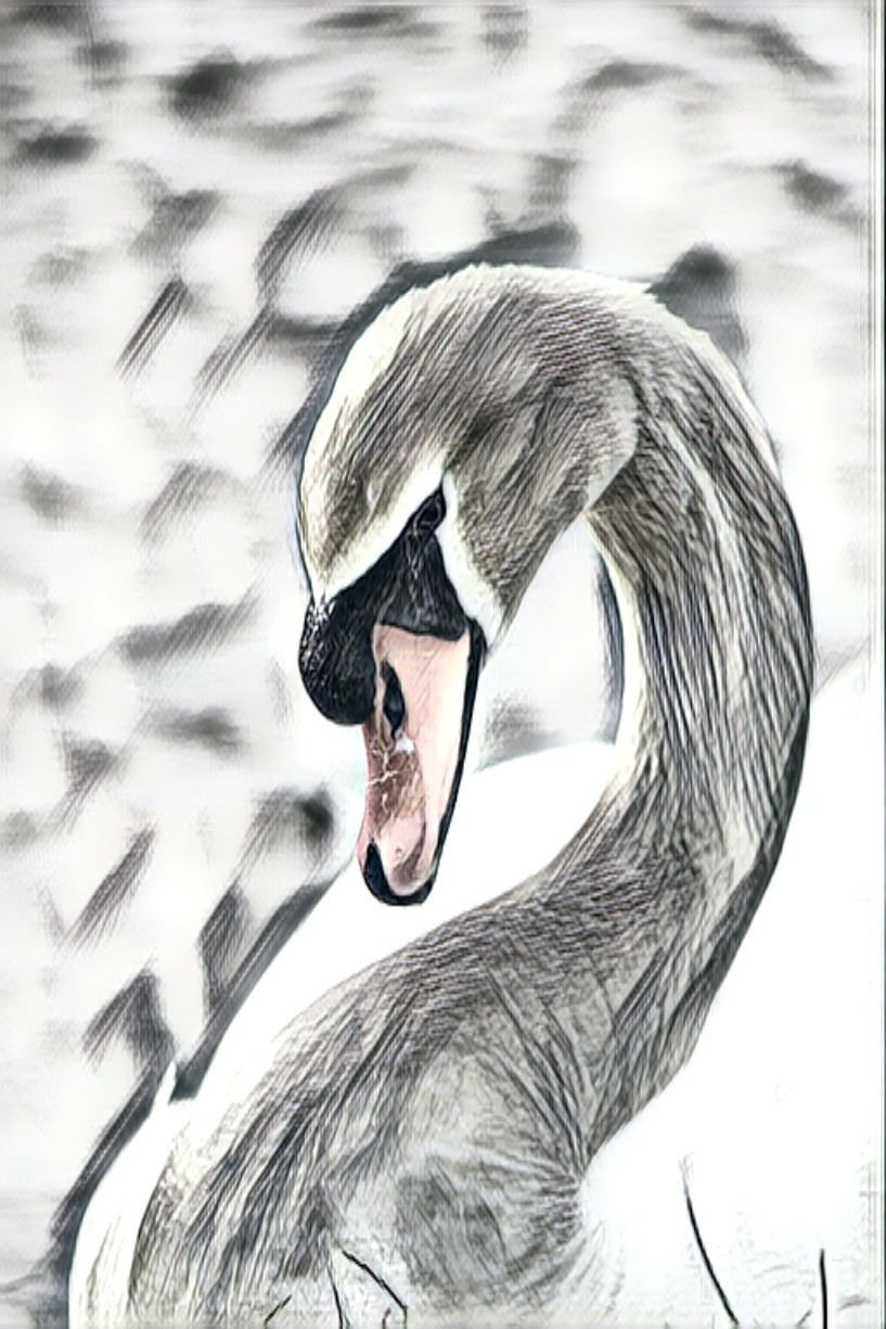 Swan (Pink, Black & White)