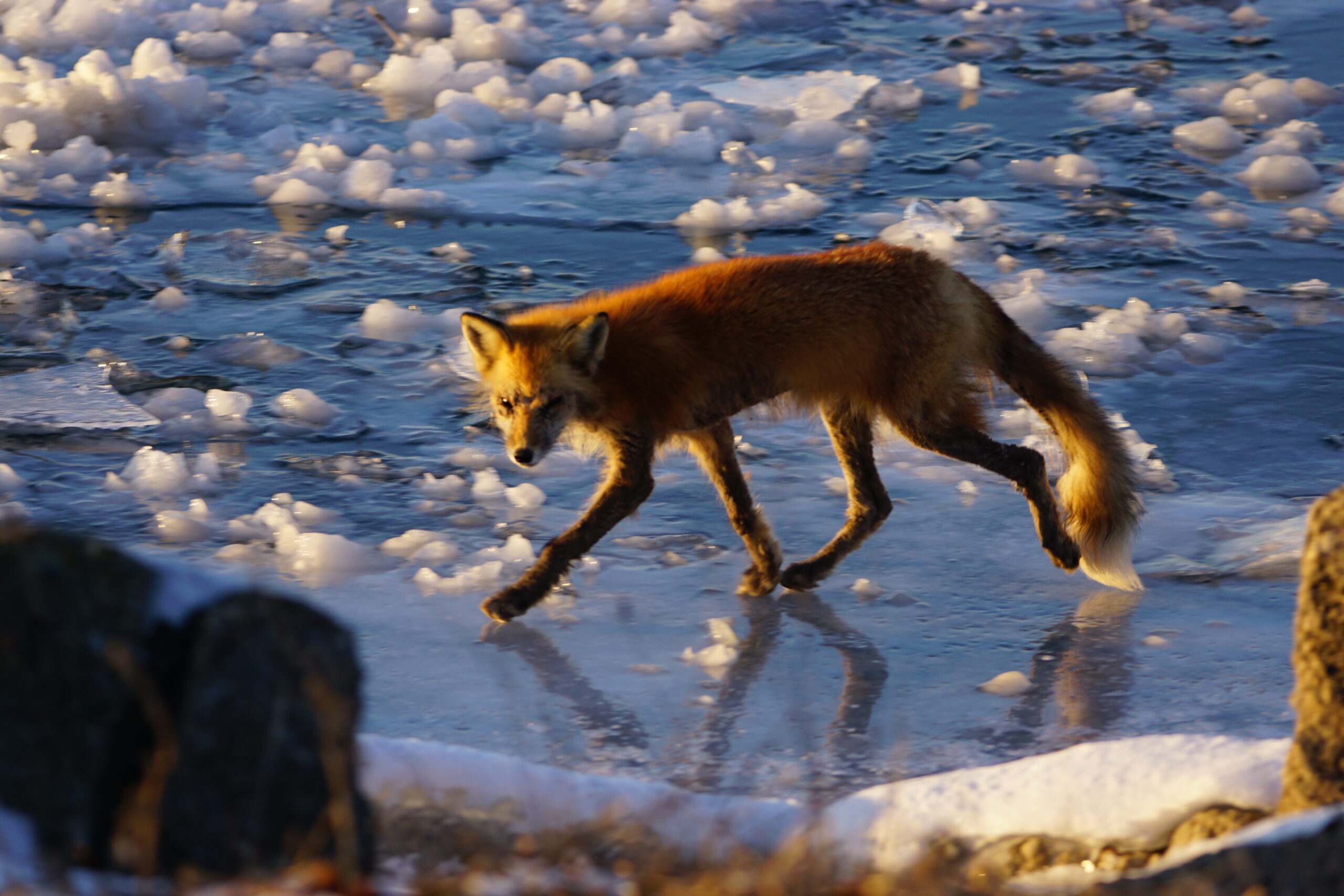 Fox, Red Tail, Animal, Nature, Ice, Winter, COVID, Lockdown, Belle Isle, Detroit River, Detroit, MI Park
