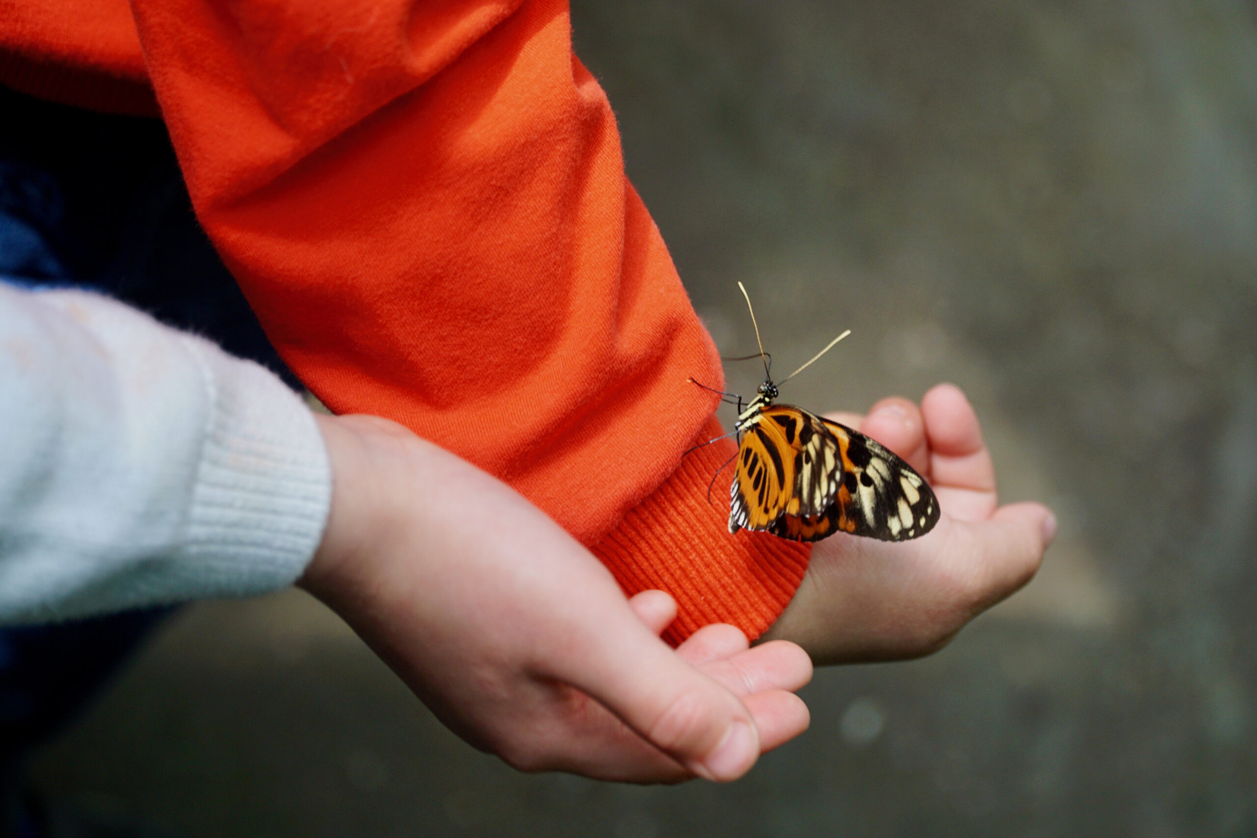 Butterfly, Nature, Insects, Children