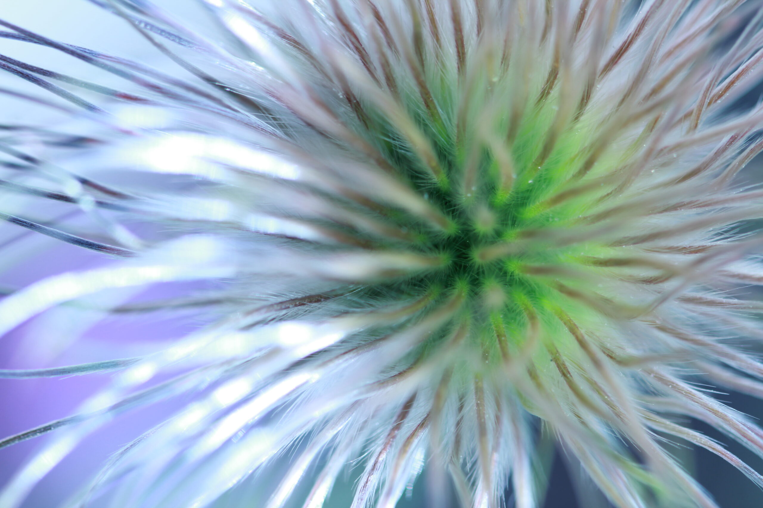 Dandelion Lightshow