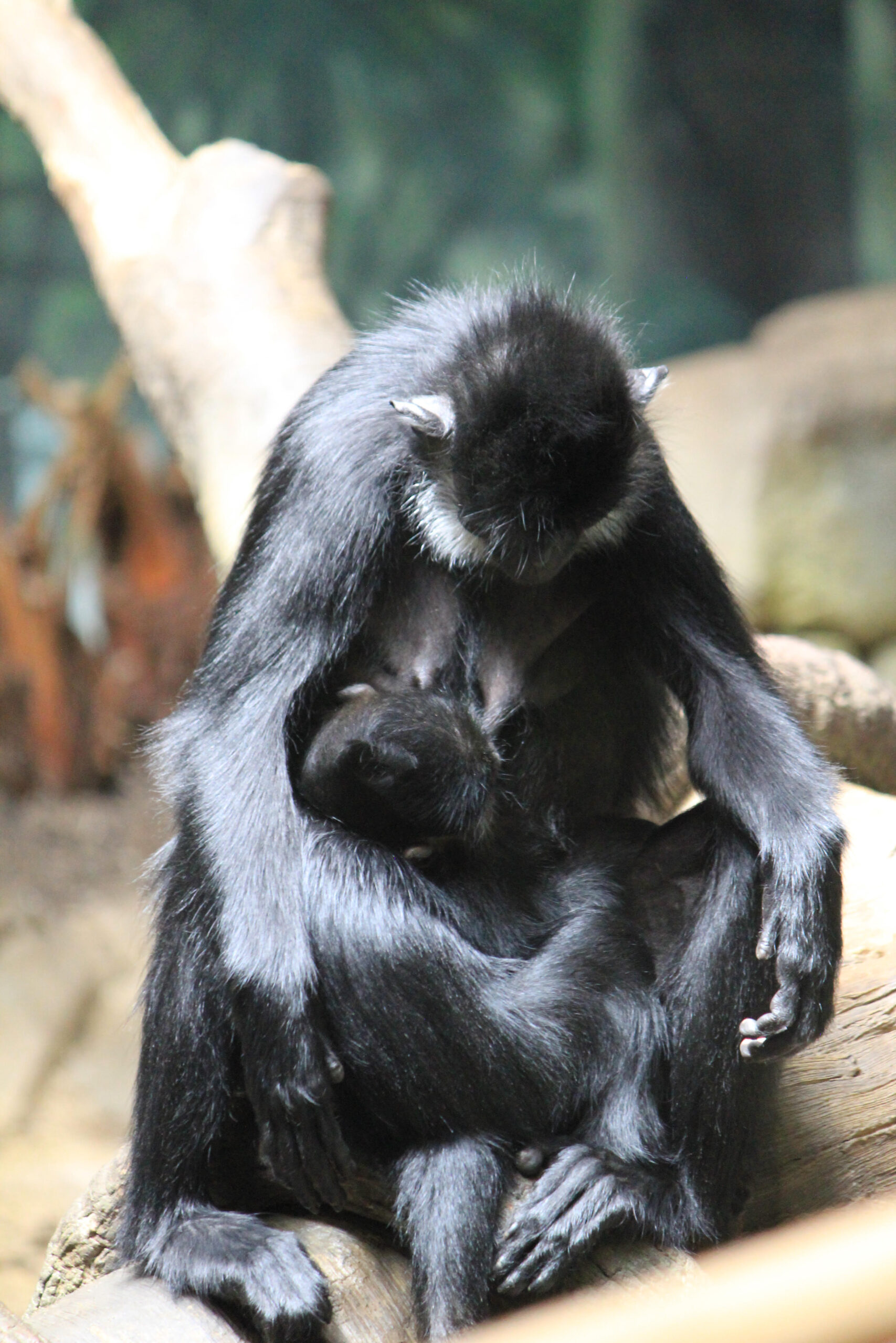 A Mother and Child