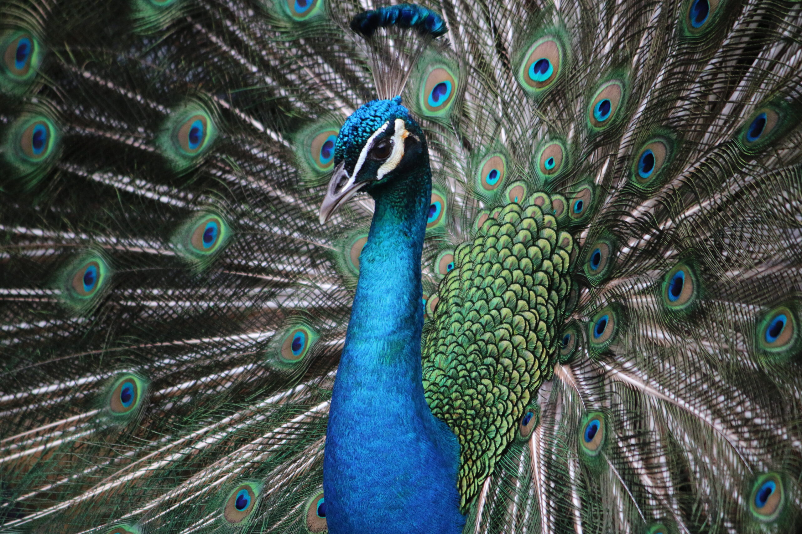 In Full Plume