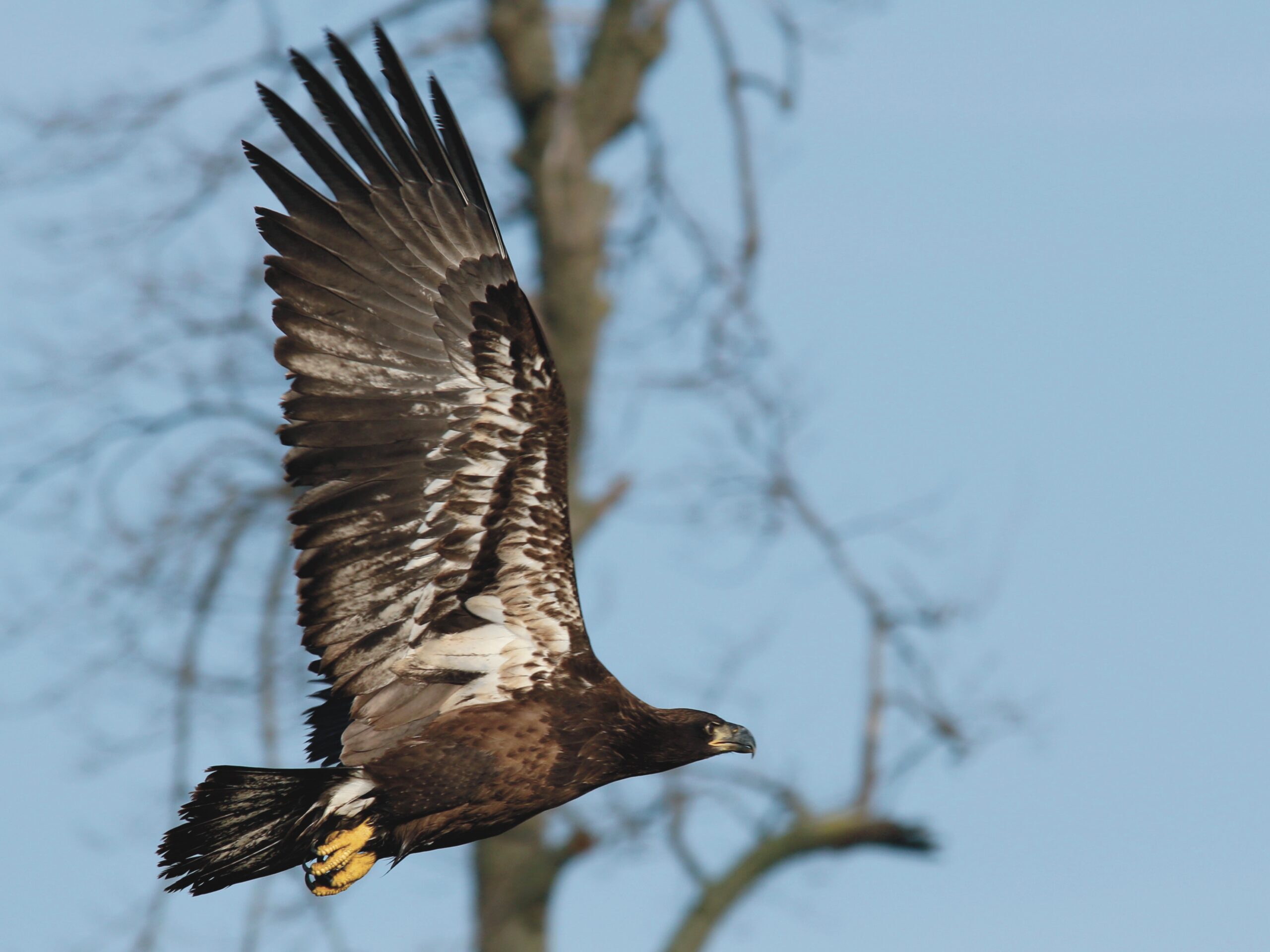 Young Eagle