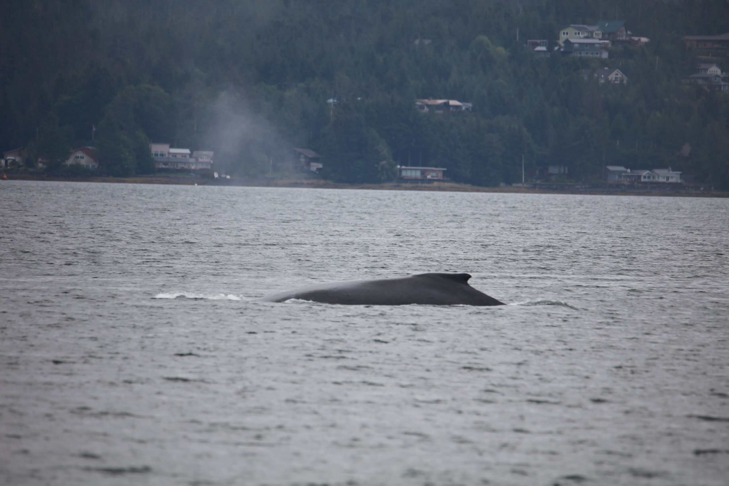 Whale Spray