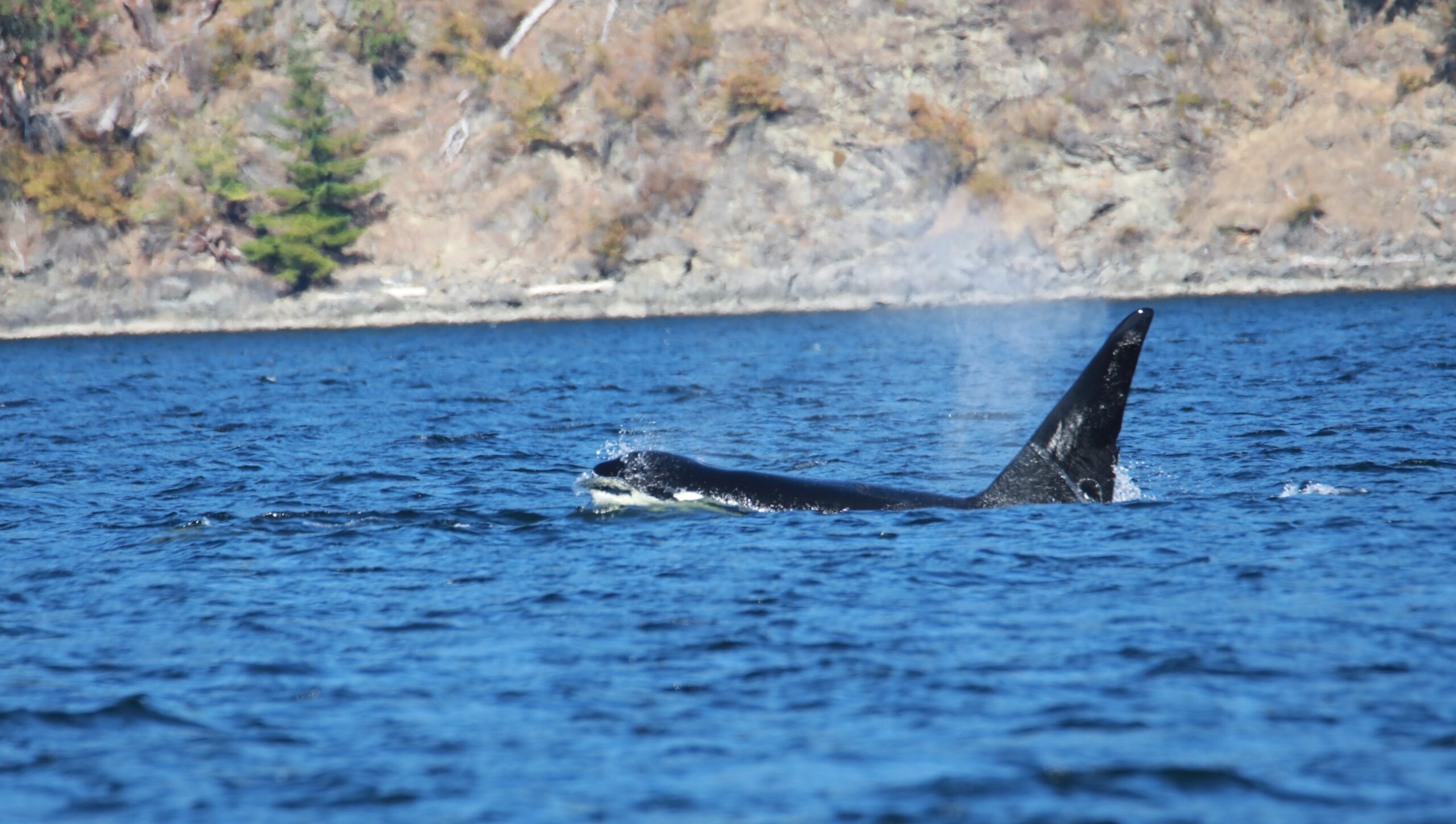 Orca (Male)