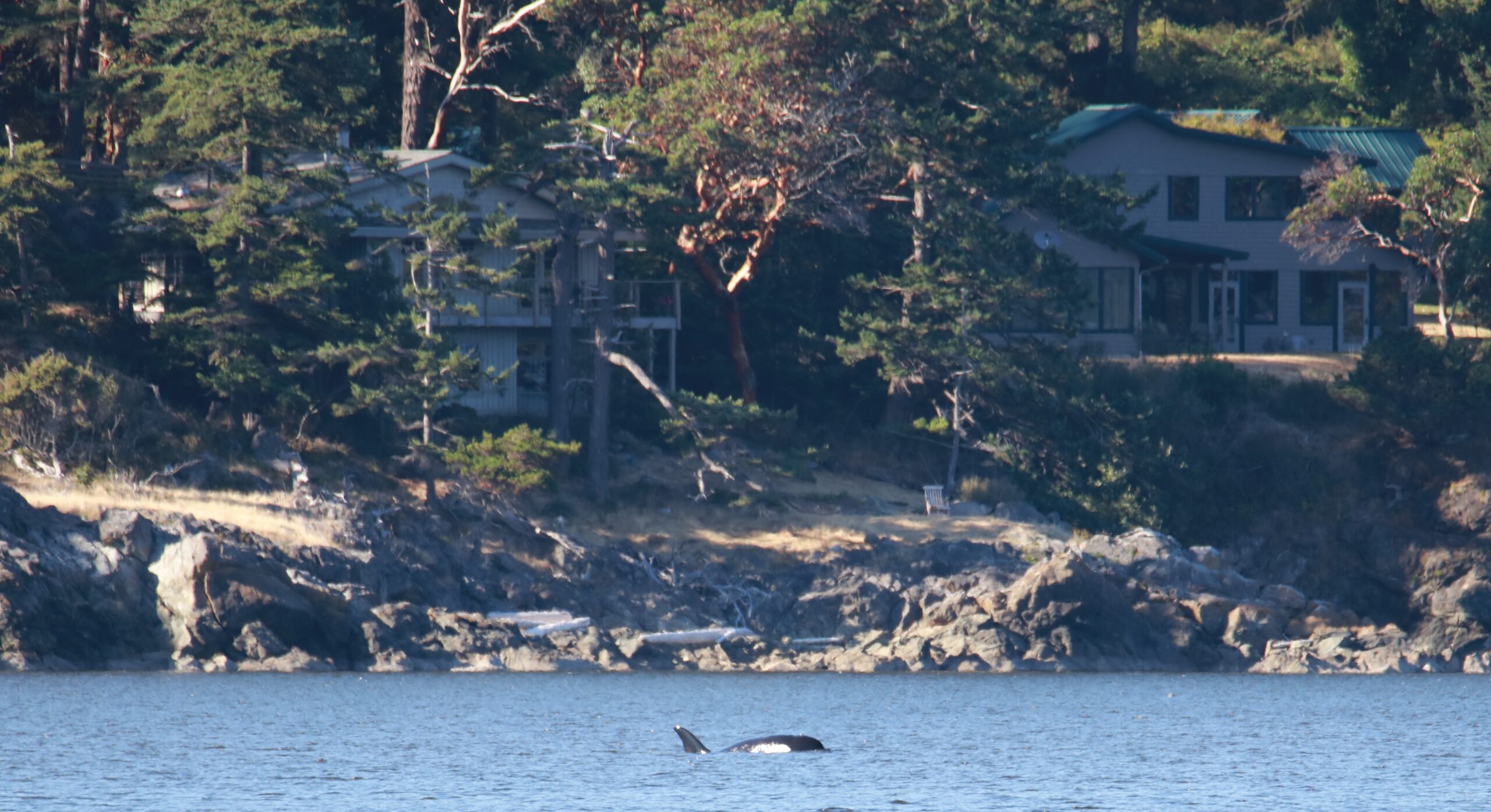Orca (near our home)