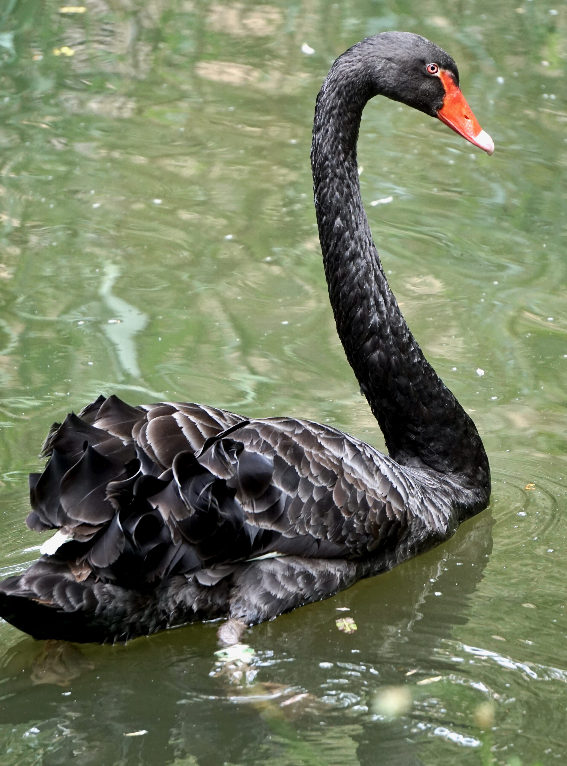 Black Swan and Black Swan (Artistic)