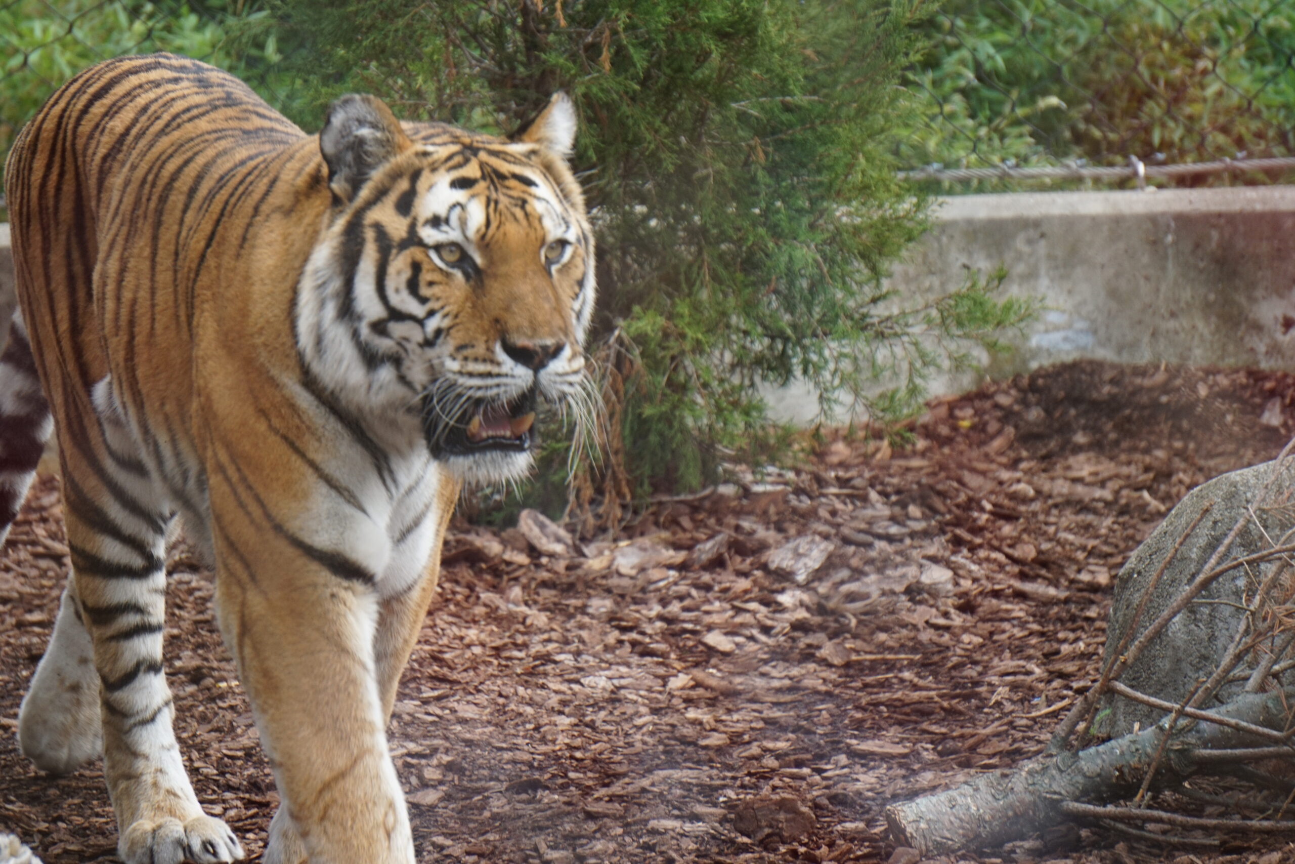 Toledo Big Cat Series - Tiger (Walking)
