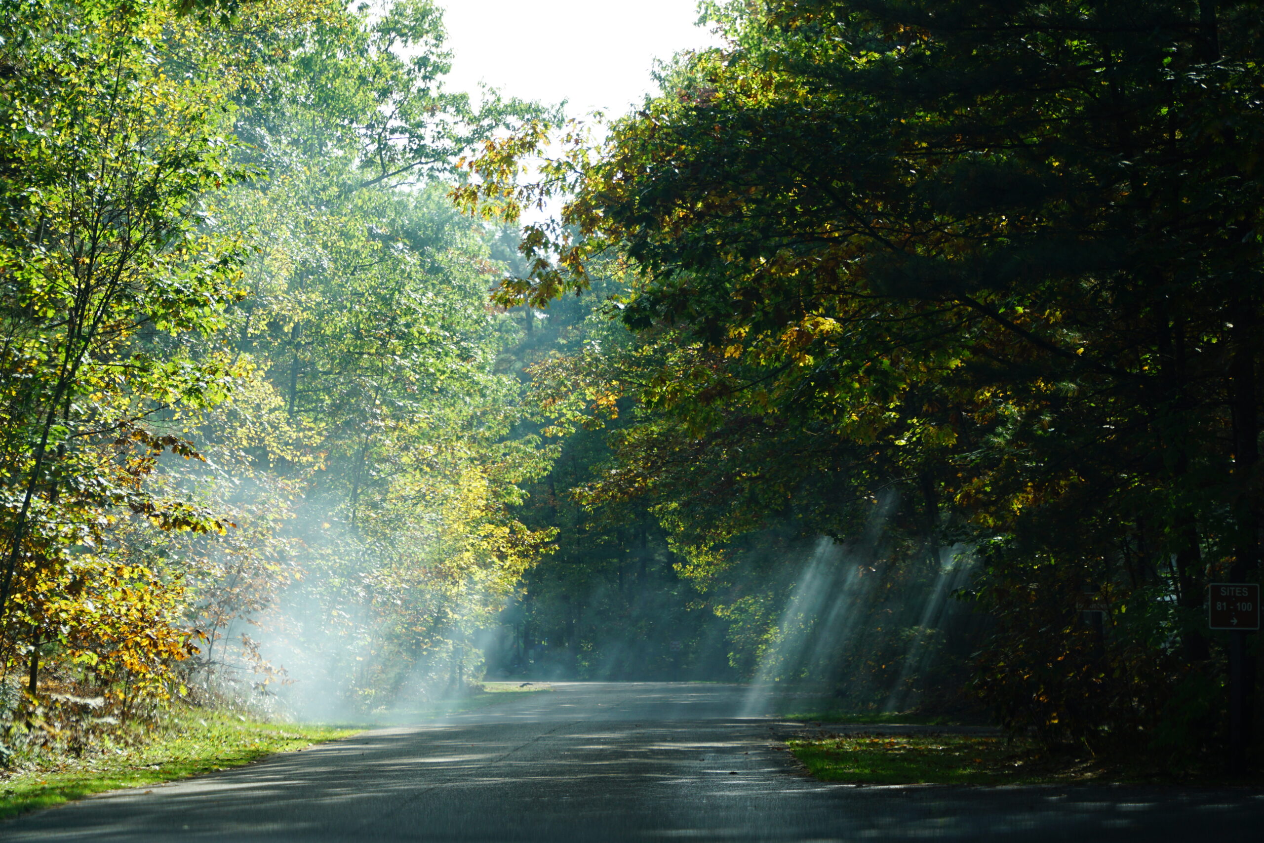 Shafts of Sunlight and Trees