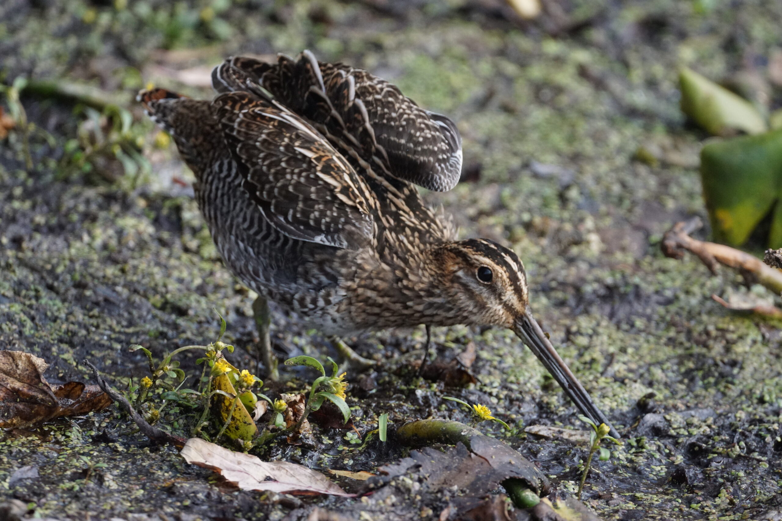 Wilson Snipe