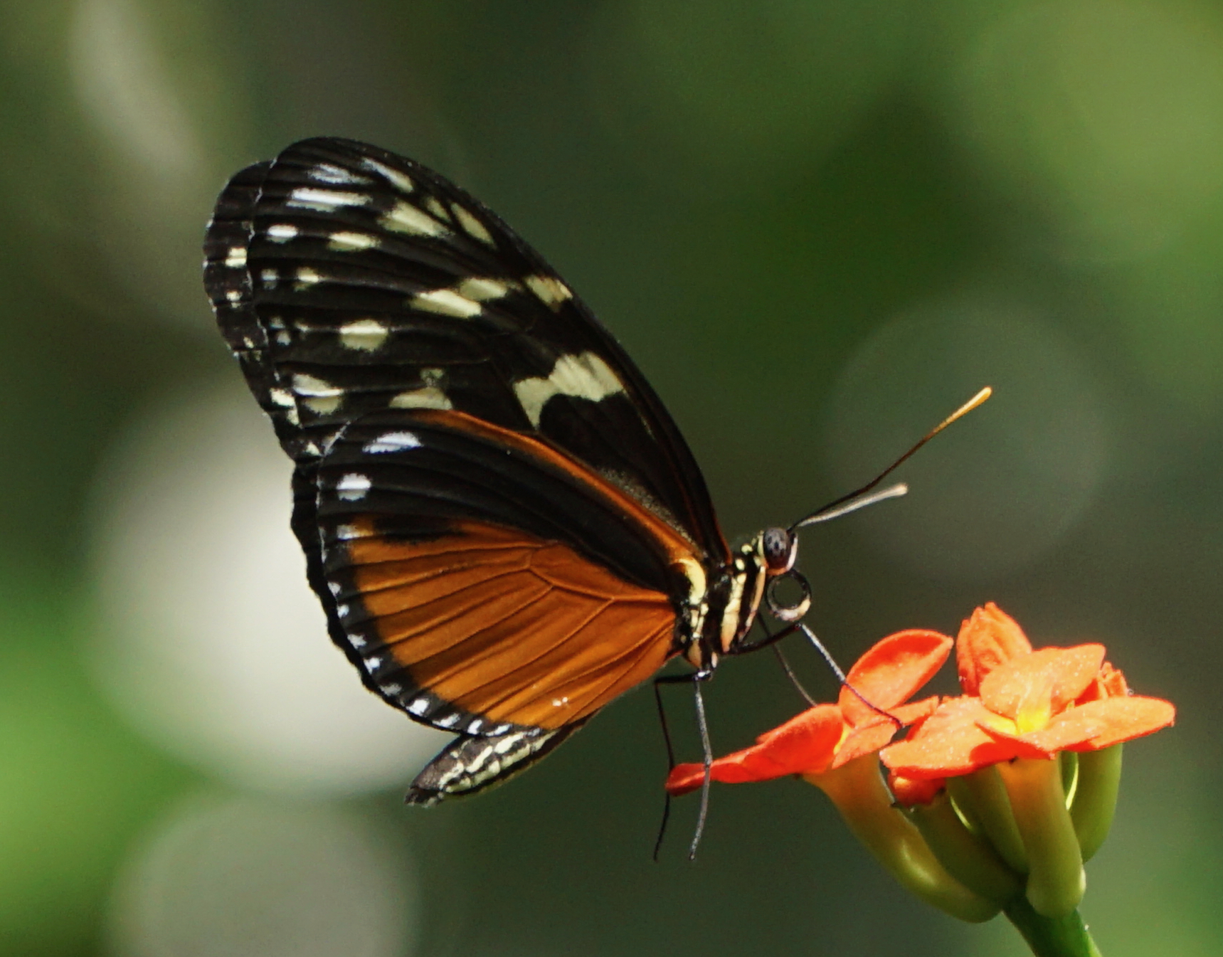 Monarch Butterfly (on Orange Flower)