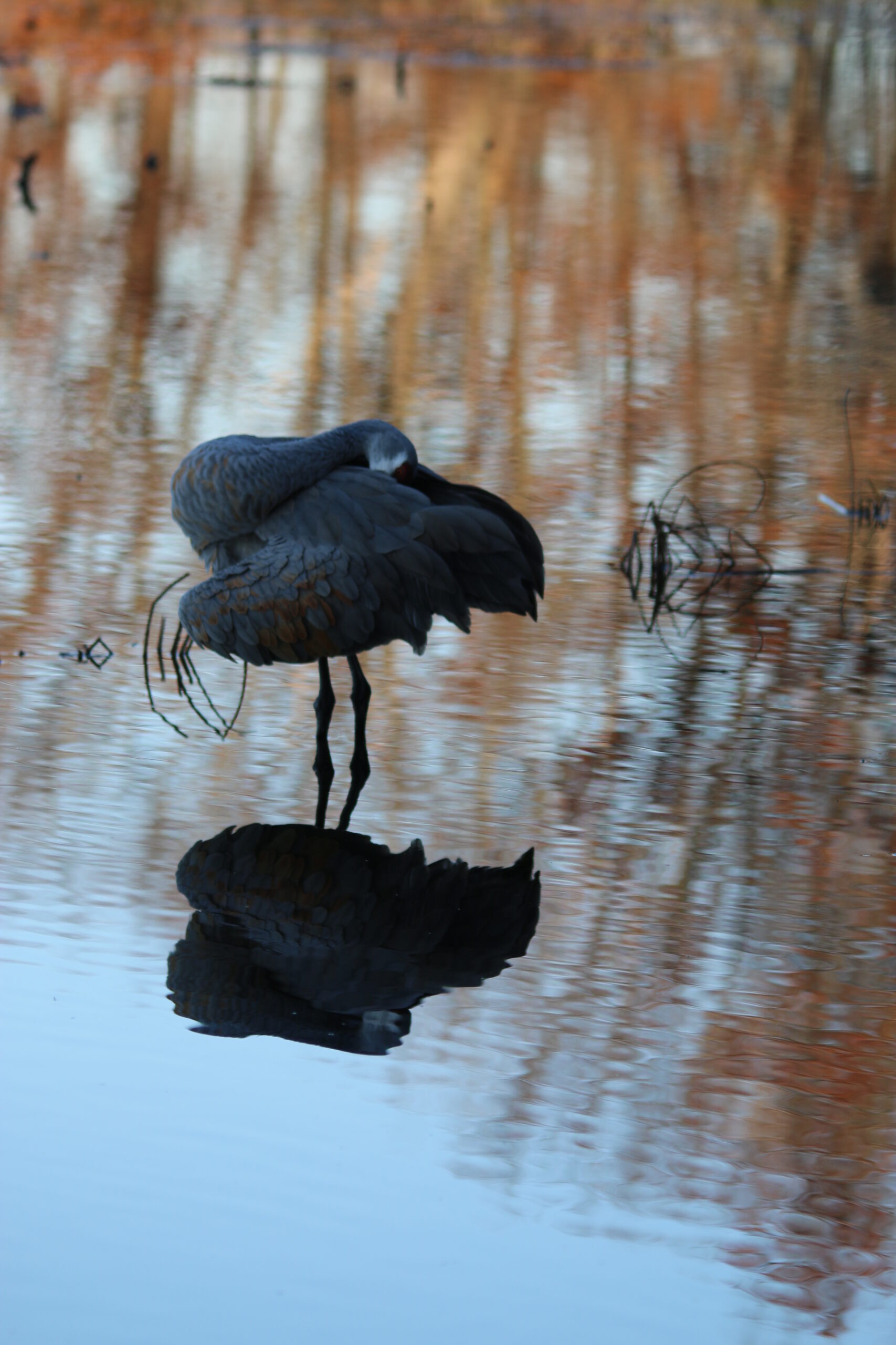 Sandhill Crane at Kensington (Reflection)
