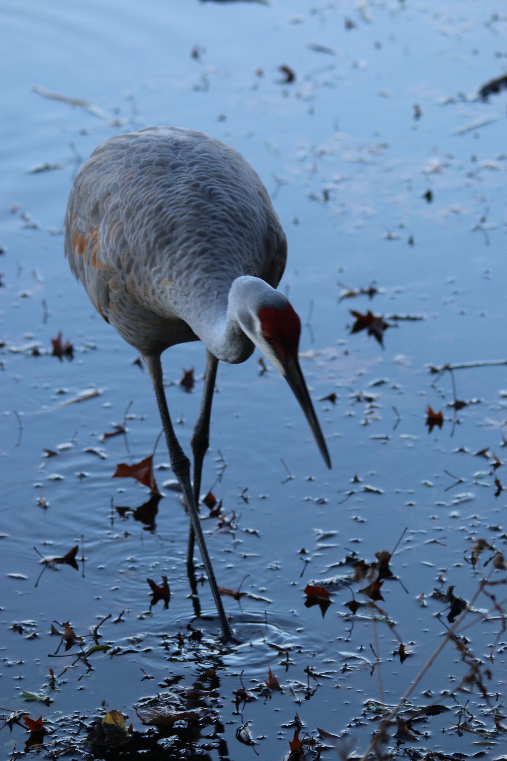 Sandhill Crane at Kensington (Close up in Blue Water w/Leaves)