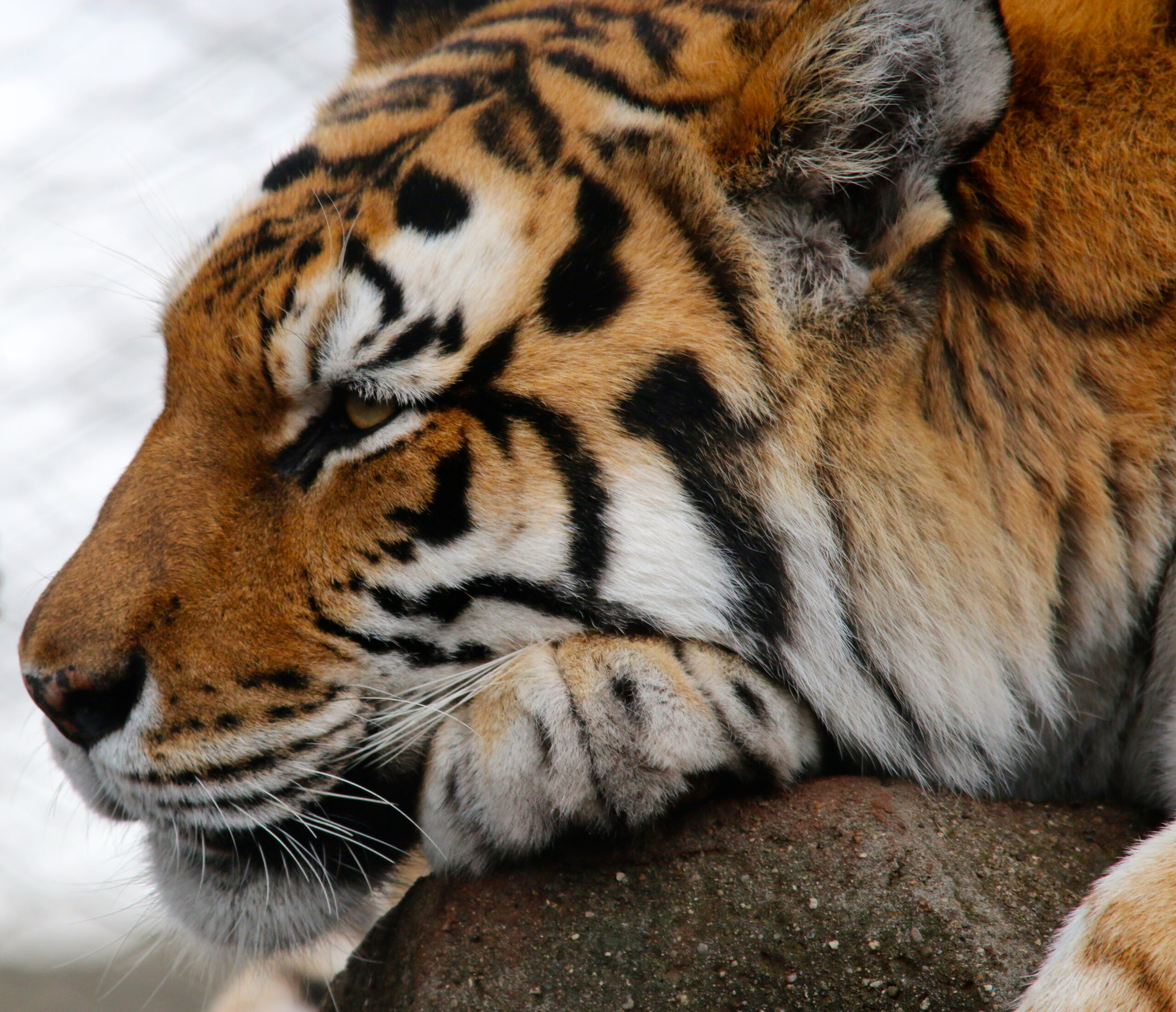 Toledo Big Cat Series - Tiger (Chill Mode)