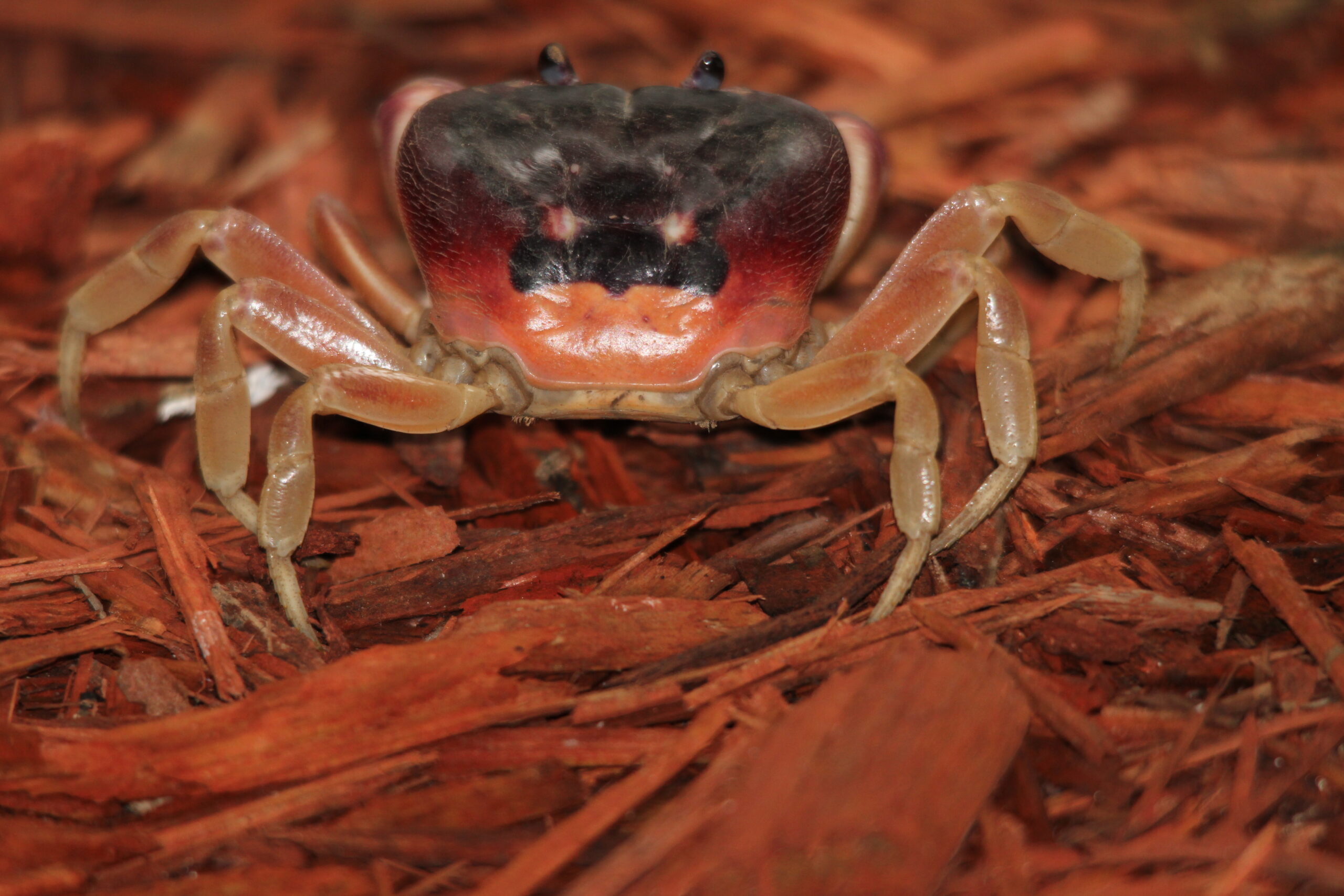 Puerto Rico Crab