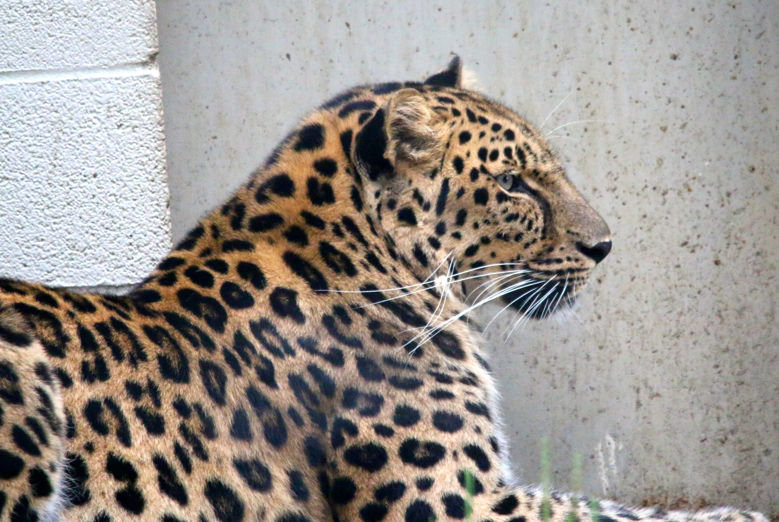 Toledo Big Cat Series - Leopard (Relaxed Mode)