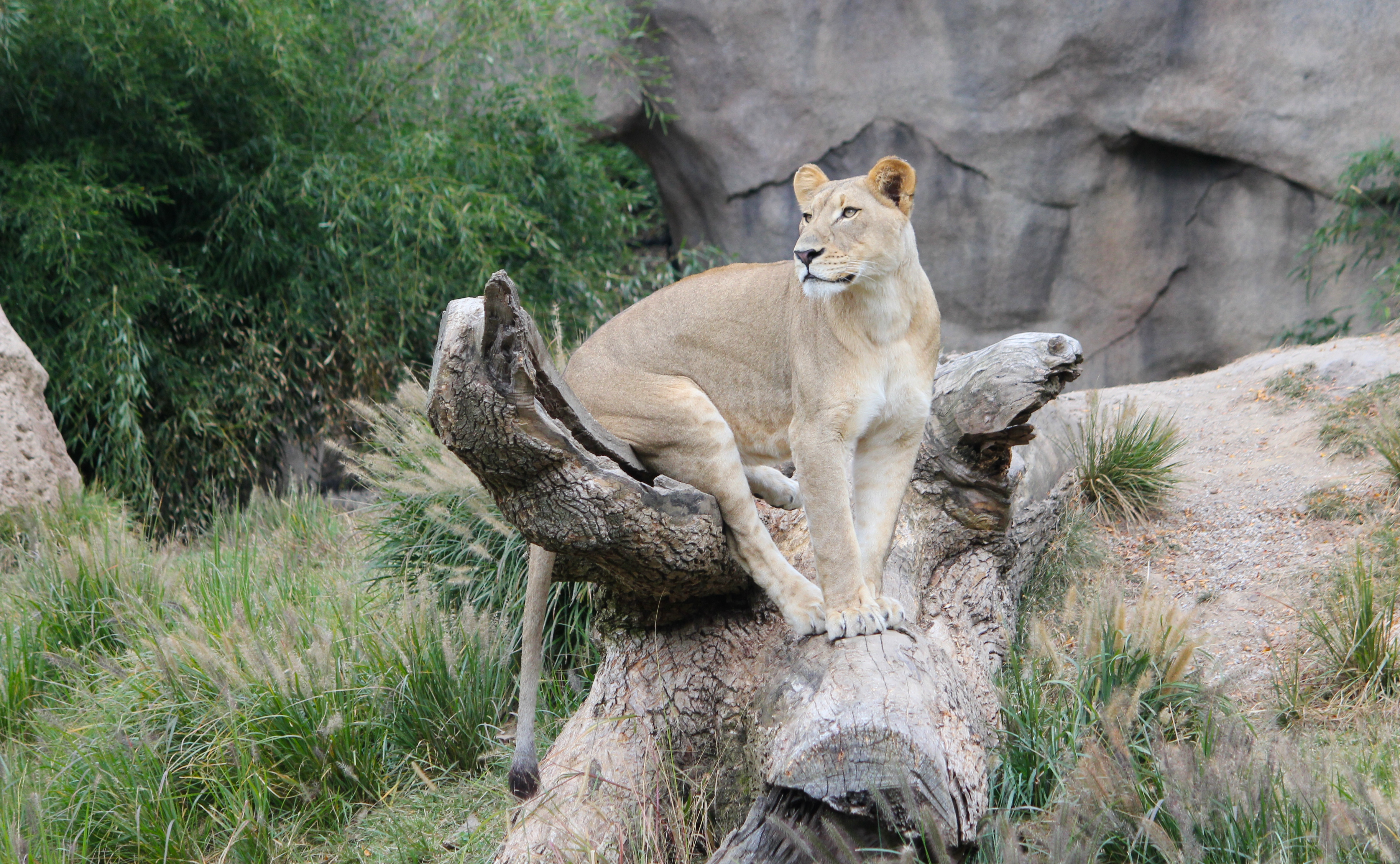 Toledo Big Cat Series - Lioness Sitting on a Log