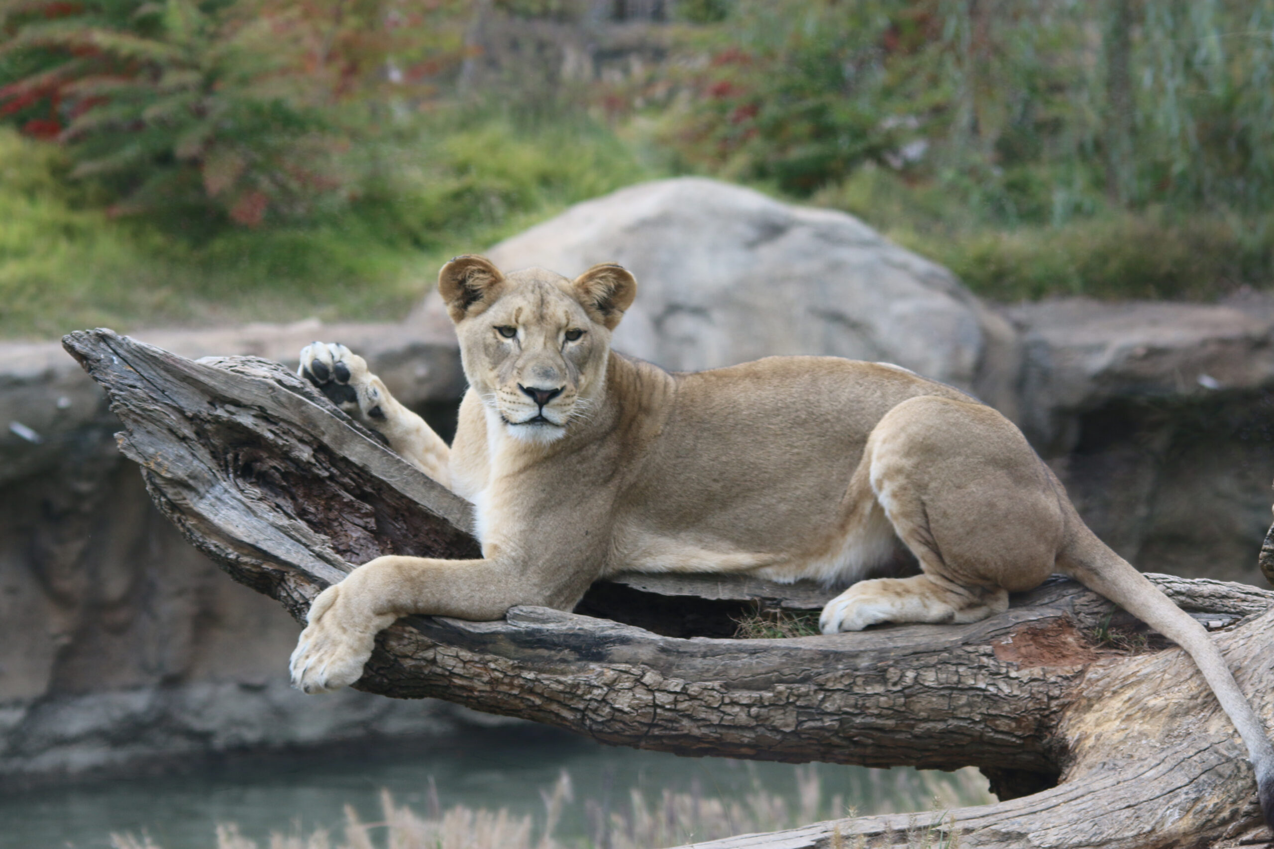 Toledo Big Cat Series - Lioness Lounging on a Log 2