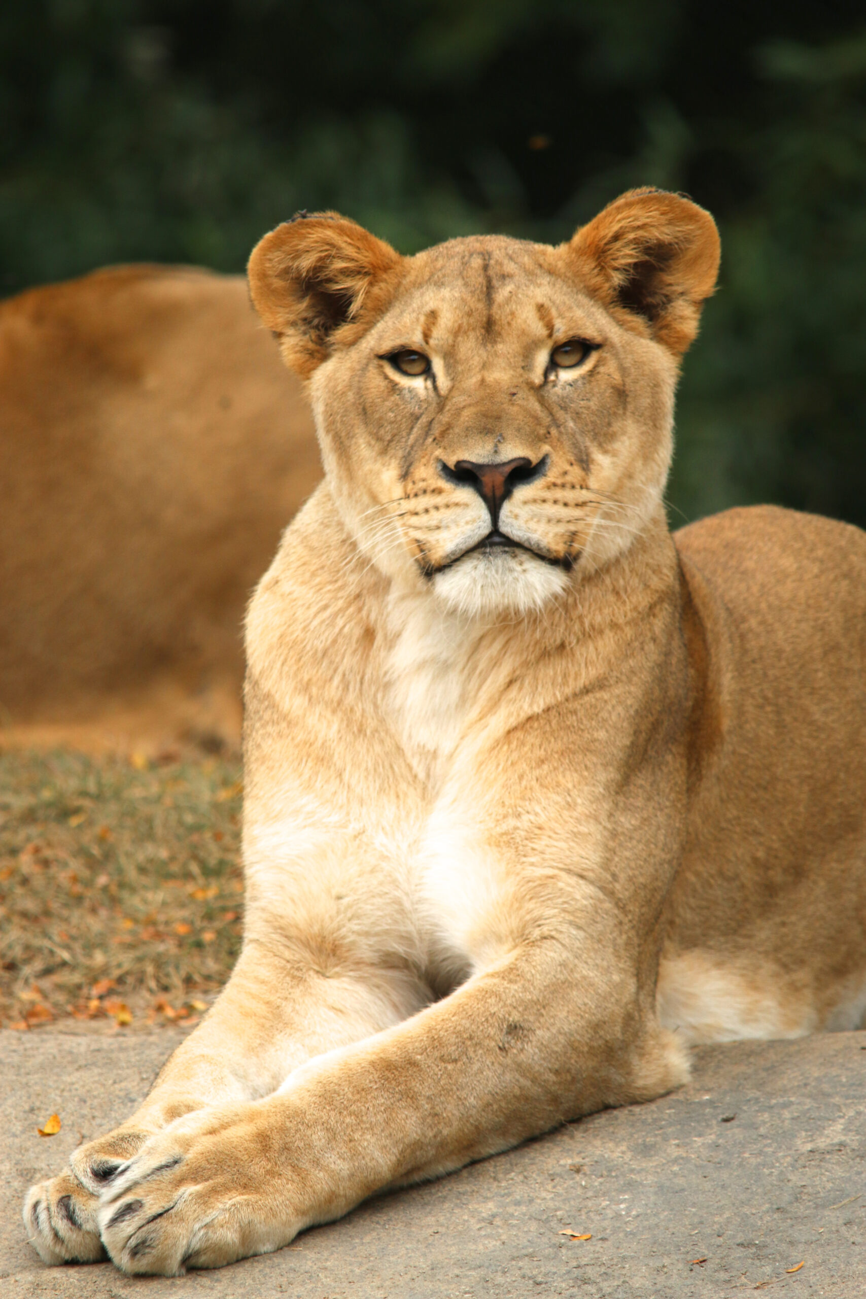 Toledo Big Cat Series - Lounging Lioness (Golden)