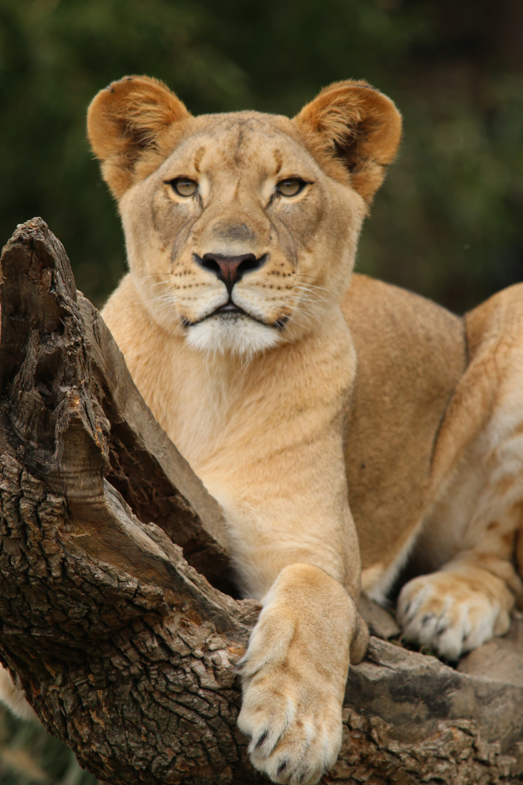 Toledo Big Cat Series - Lioness Lounging on a Log