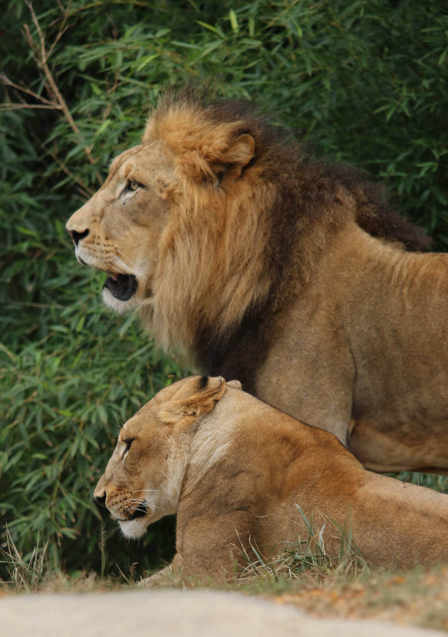 Toledo Big Cat Series - Male and Female Lions
