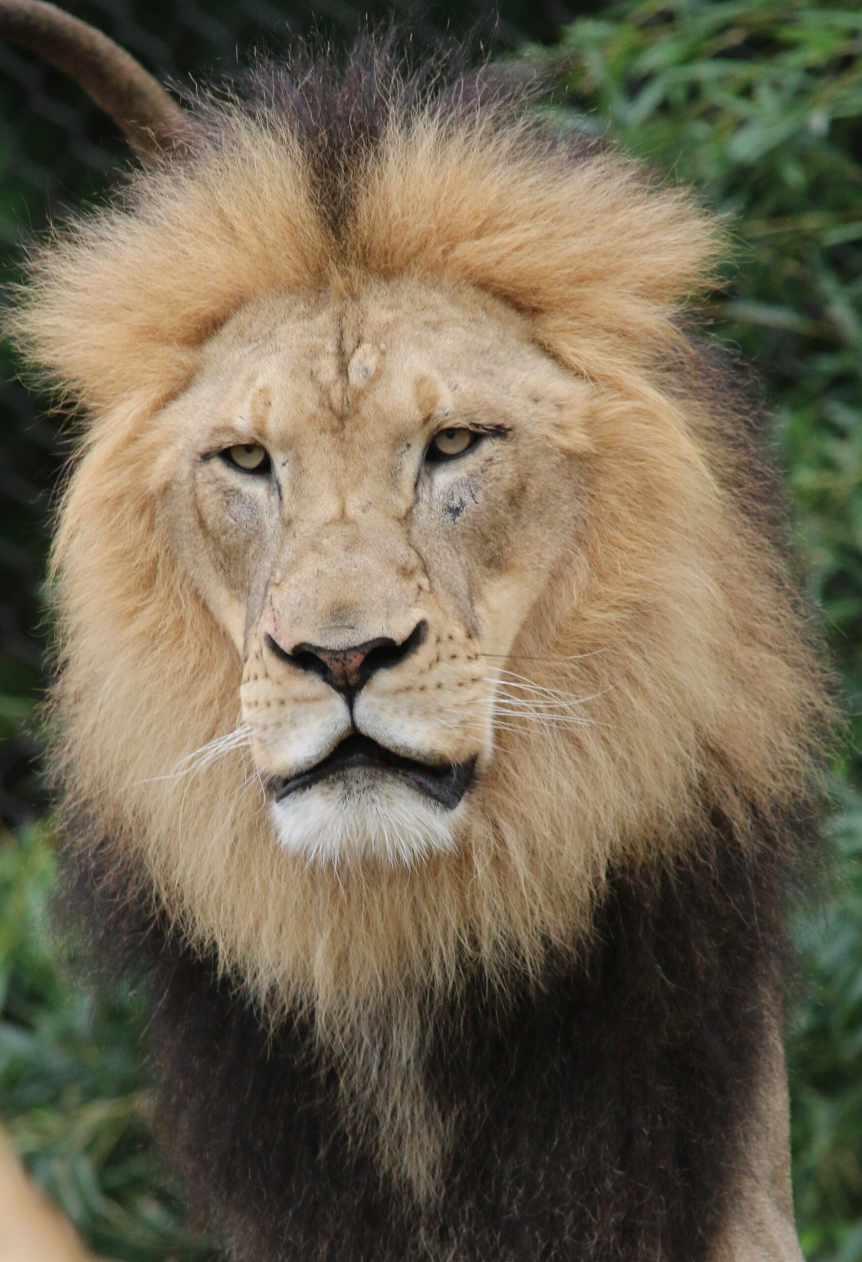 Toledo Big Cat Series - Male Lion