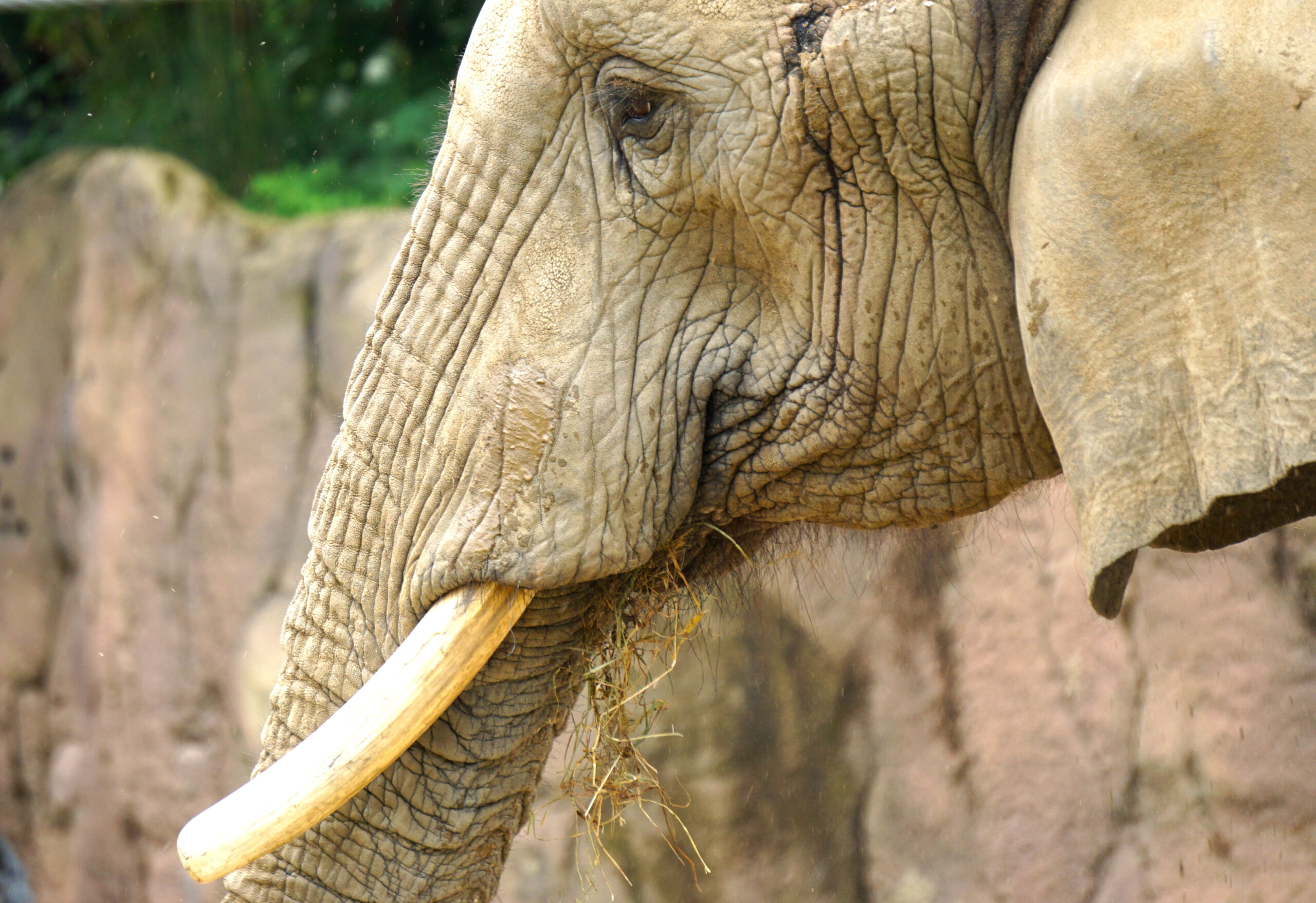 Elephant (Close-up)