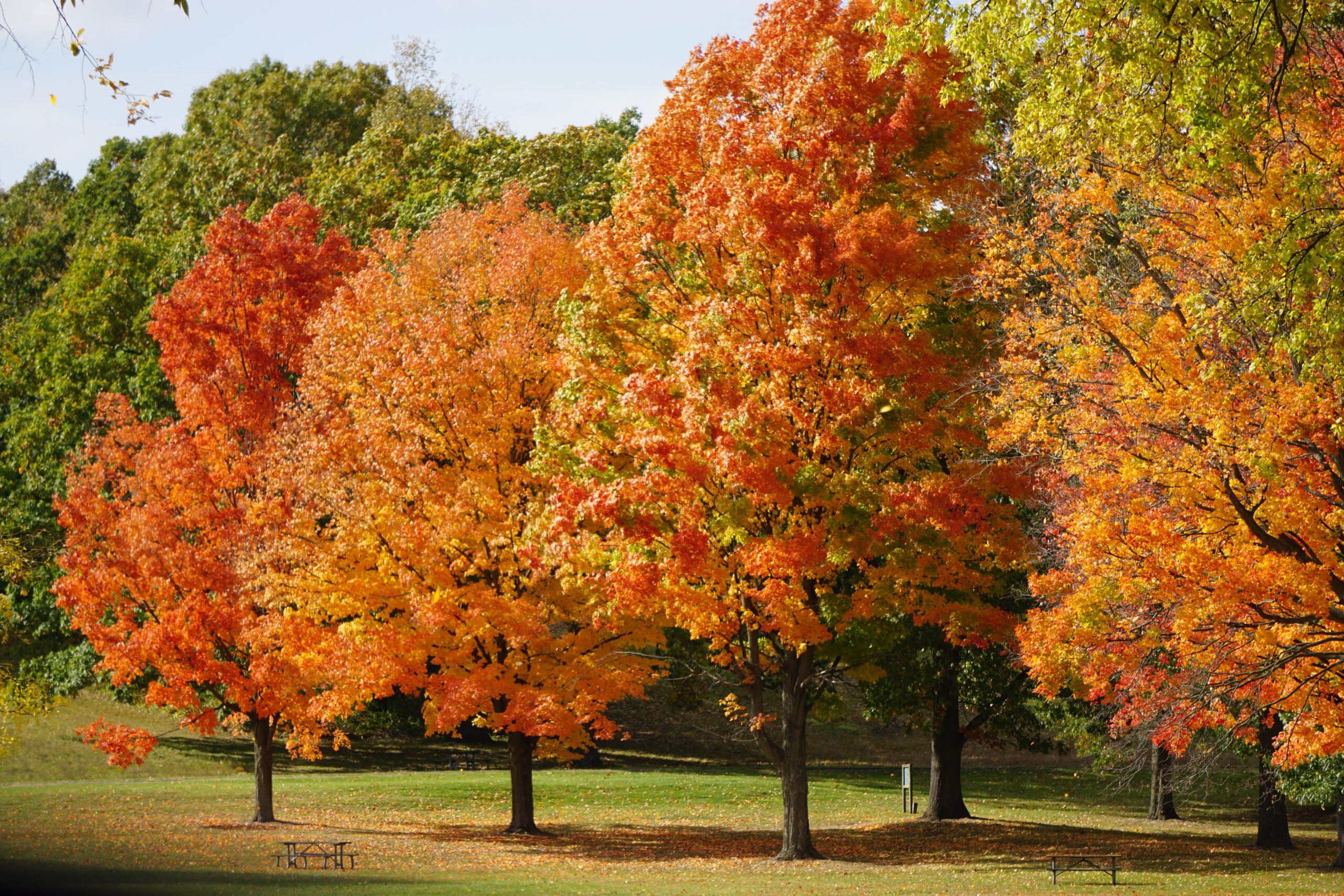 Autumn at Kensington