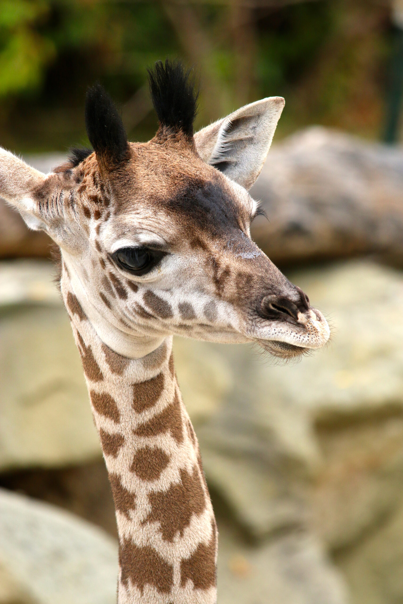 Young Giraffe