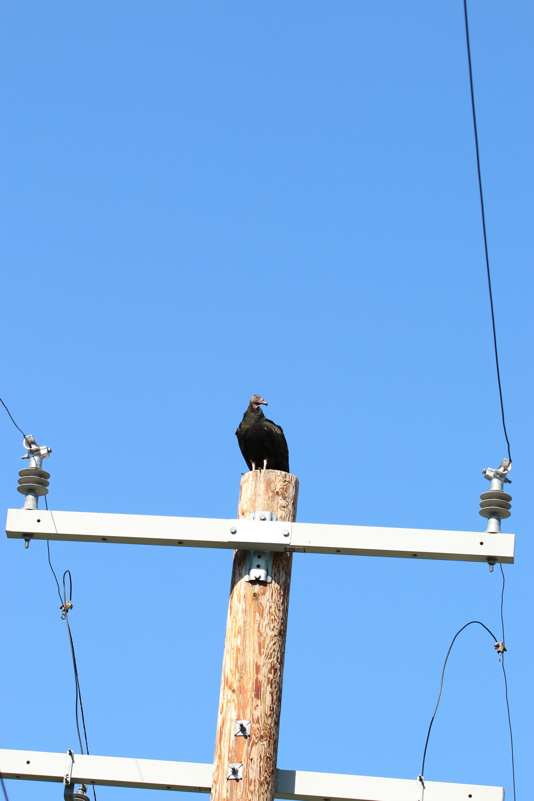 Turkey Vulture on a Pole