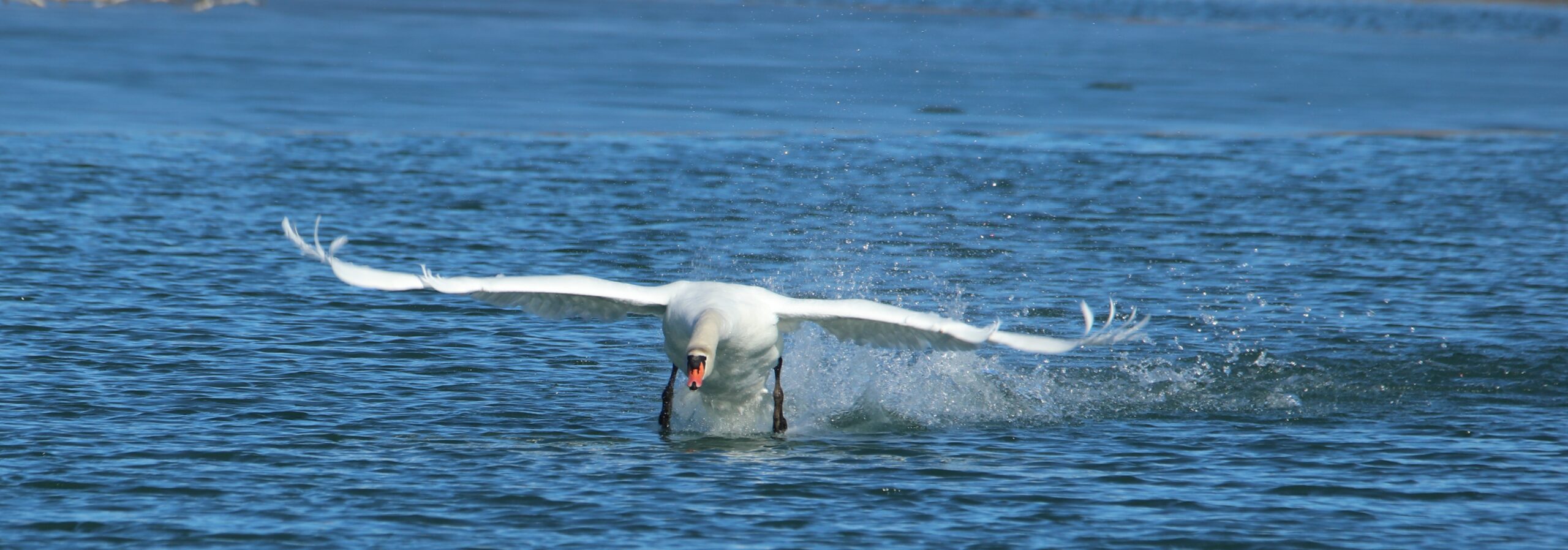 Swan Landing on Water - Belle Isle 2024