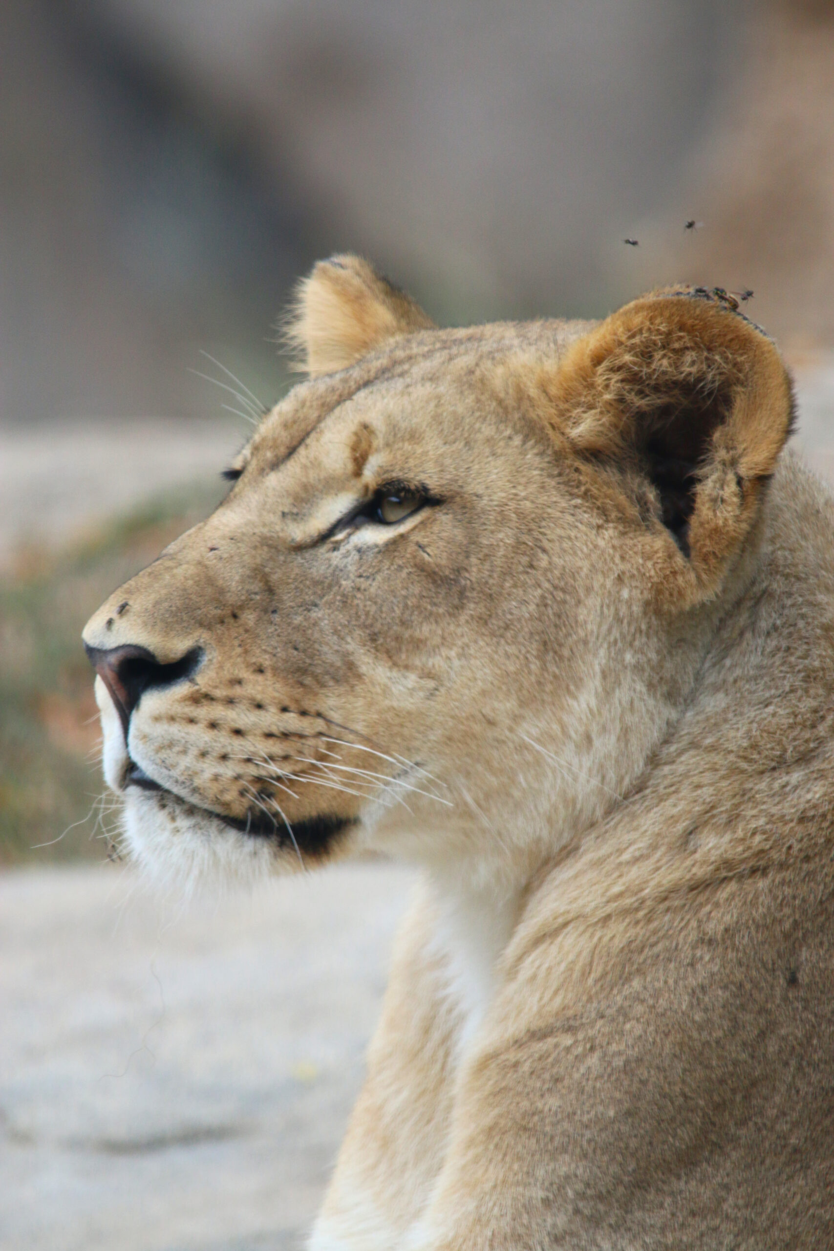 Toledo Big Cat Series - Lioness Close up 1-2
